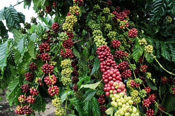 Entrega de 122.200 mudas de café clonal para produtores rurais do município de Buritis/RO.