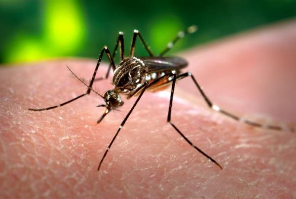 RESULTADO DO 1º LIRAA/2020  (Levantamento de Índice Rápido do Aedes Aegypti) em Buritis